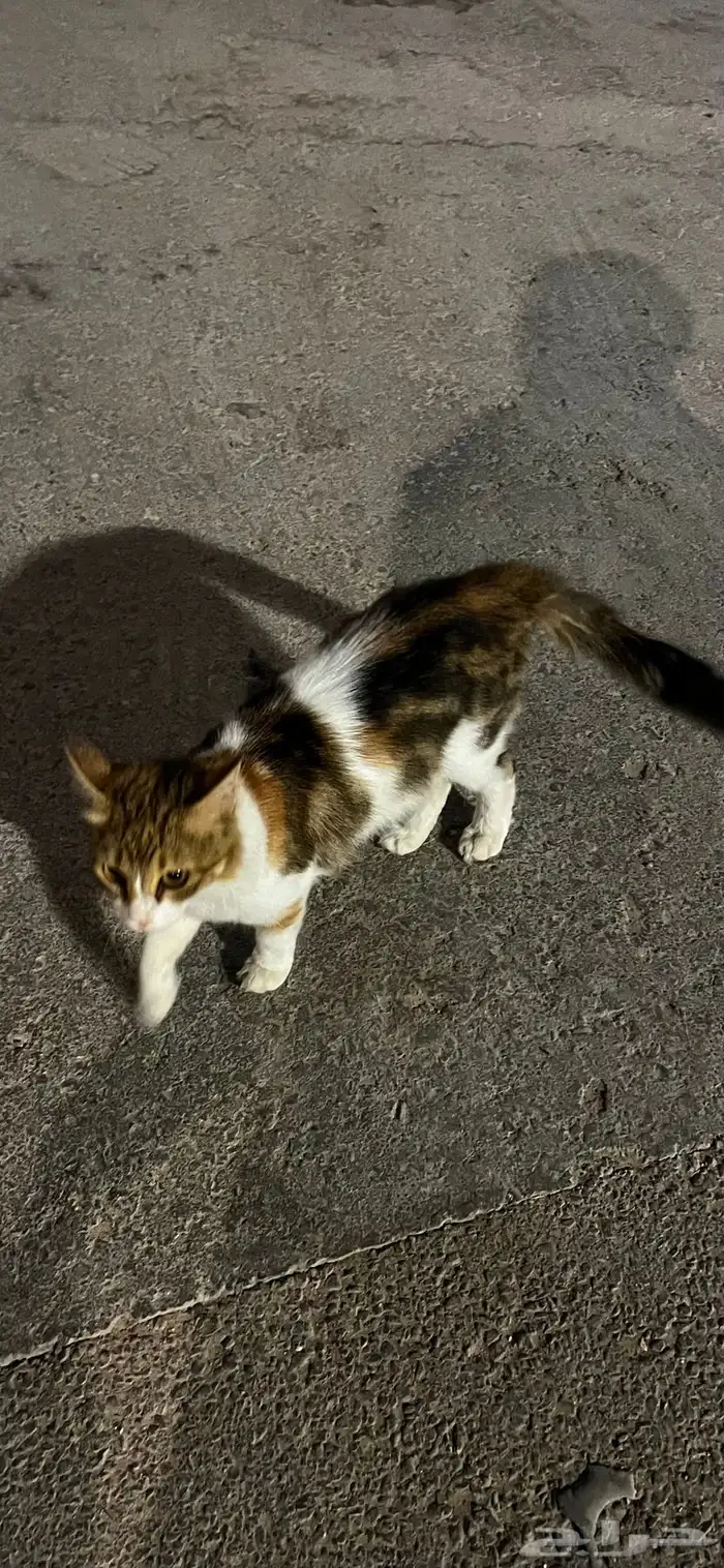 قط شيرازي ضايع او للتبني في العارض 0