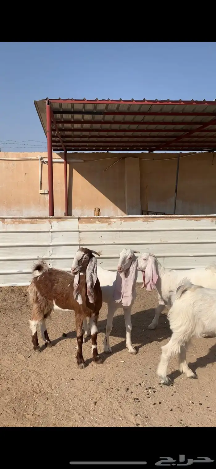 جفرات مشاريك 0