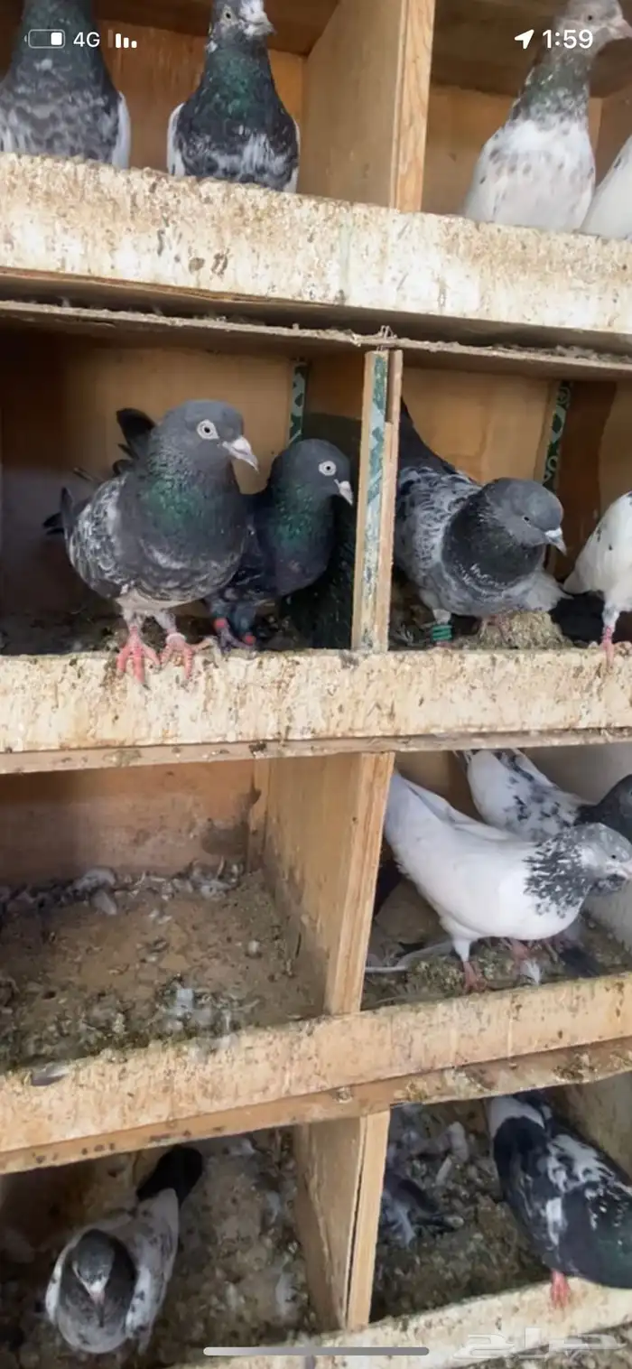 للبيع اجواز وطبات مشروط صحه ومطير 2