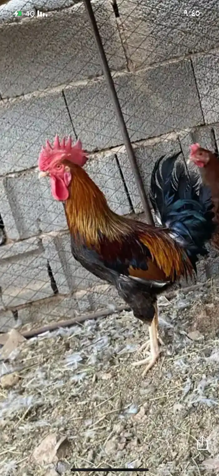 تم تم البيع 0