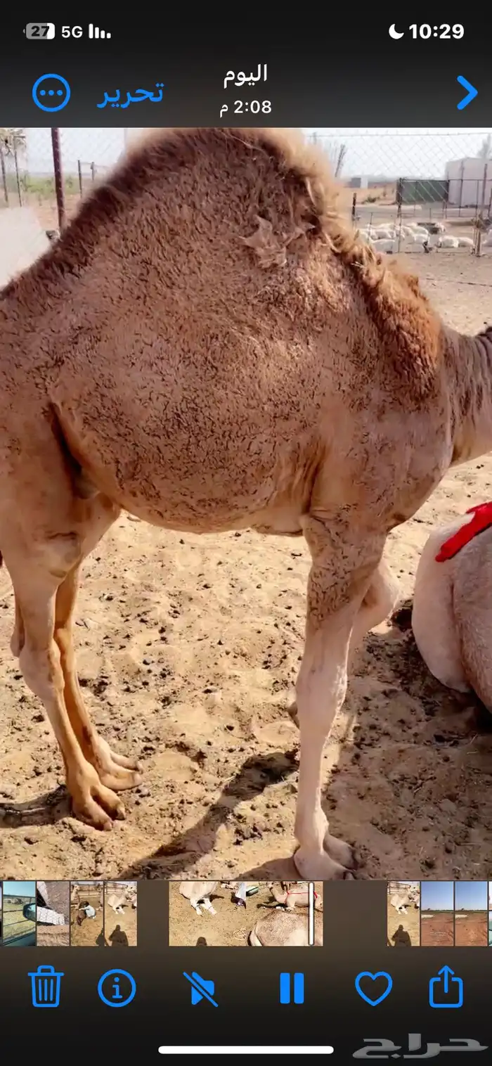 منيحة ساحلية تحتها قعود شحم ع الحليب 0