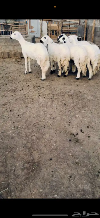 رخال جذعات index