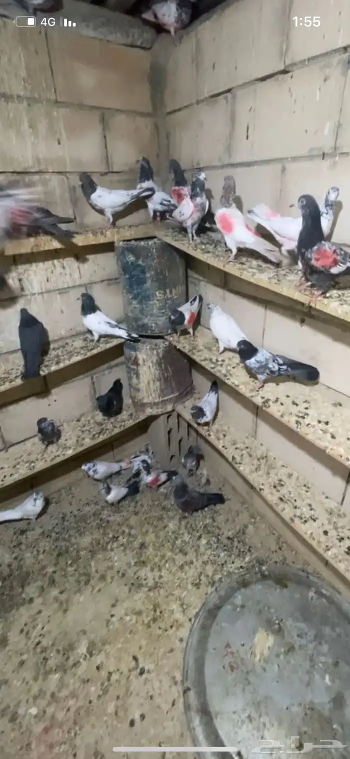 للبيع اجواز وطبات مشروط صحه ومطير 4