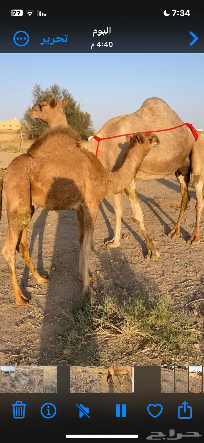 منيحة ساحلية تحتها قعود شحم ع الحليب 1