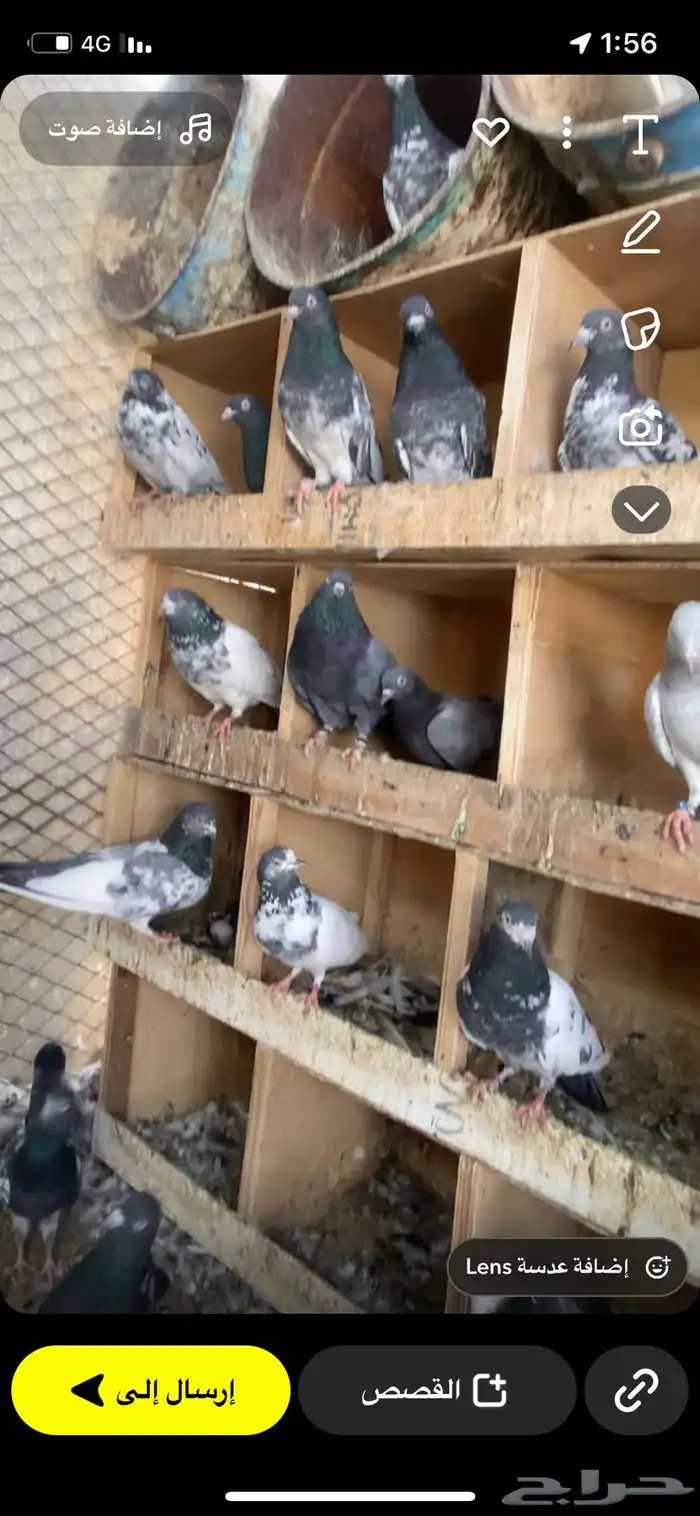 للبيع اجواز وطبات مشروط صحه ومطير 3