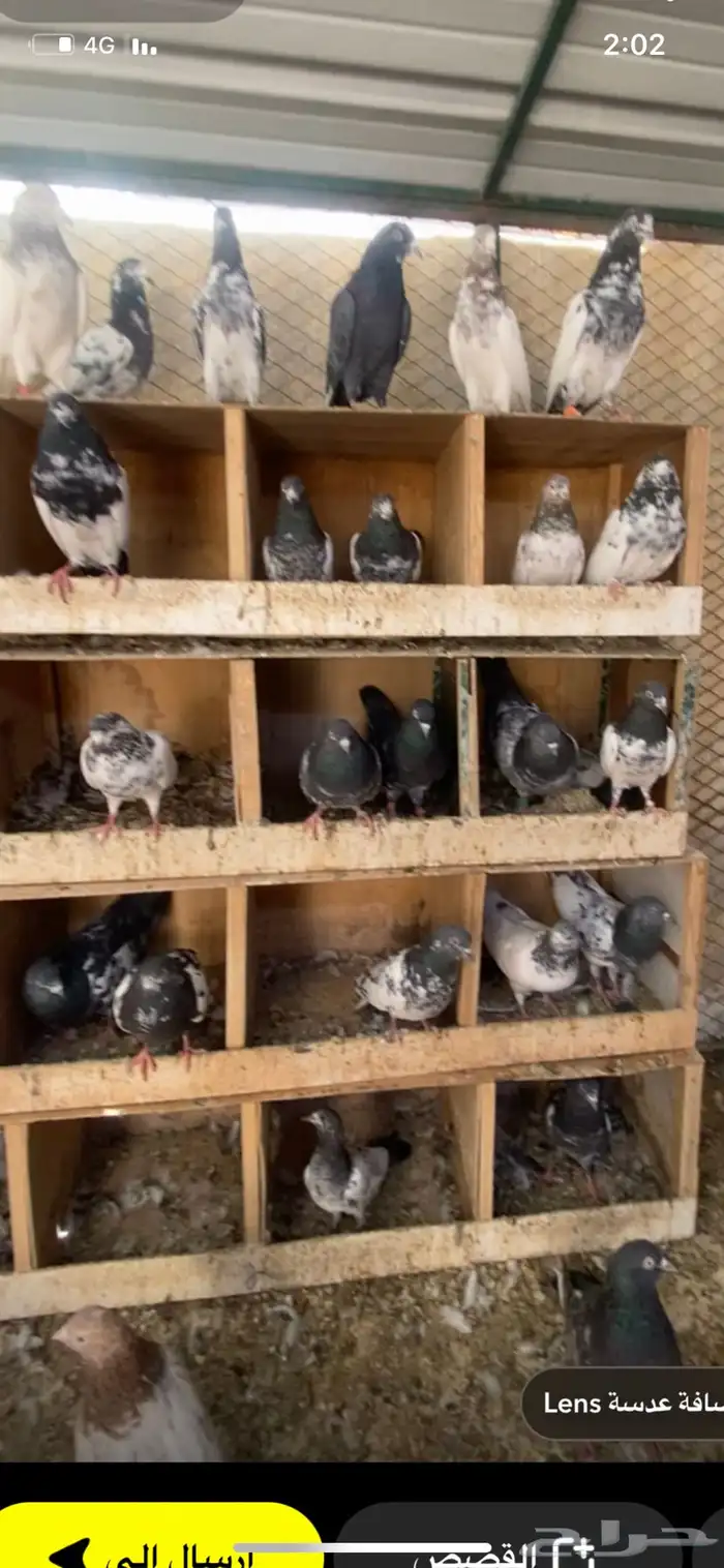 للبيع اجواز وطبات مشروط صحه ومطير 0