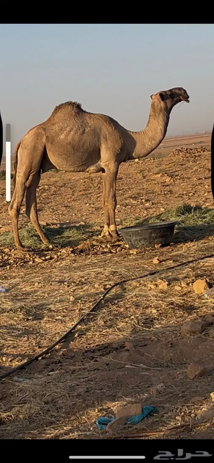 قعود جذع على فريحي على بعير الدبوس 1