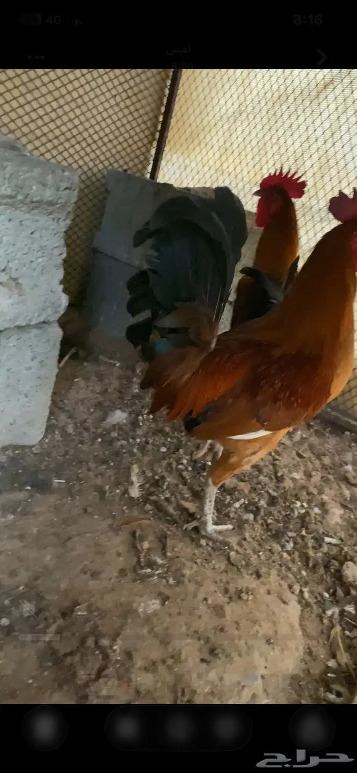 ديكين كفو للبيع 2