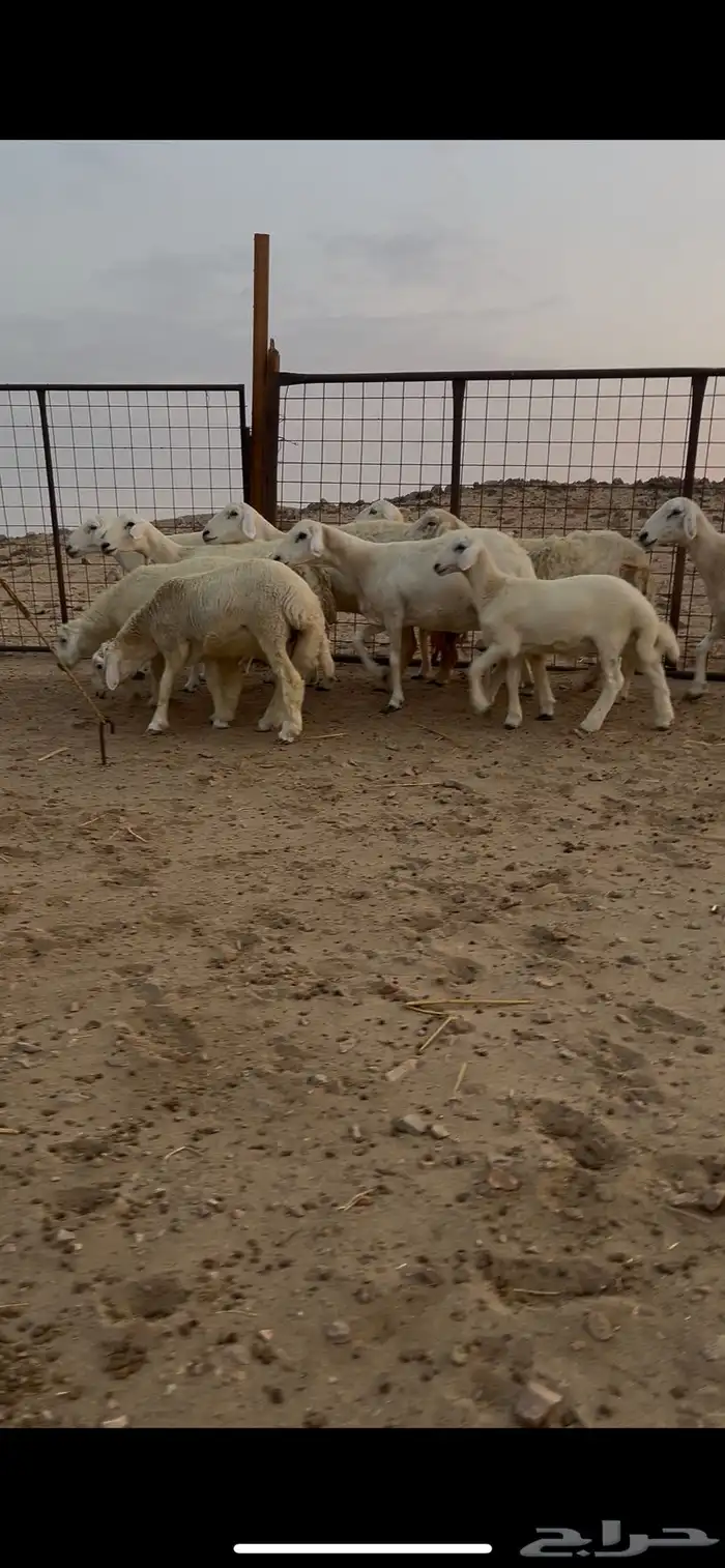 ضان حرية حرش منوة القناي 0