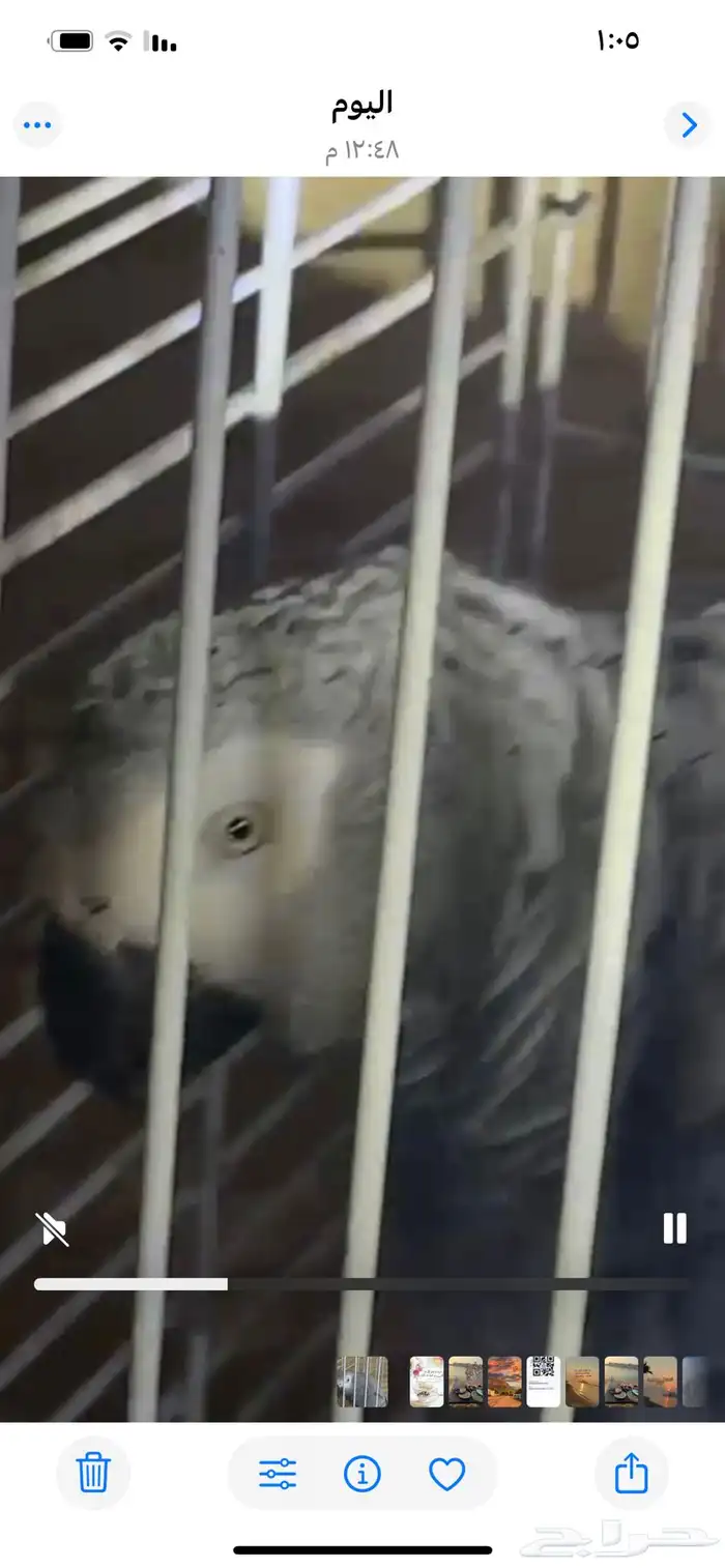 ببغاء للبيع 0