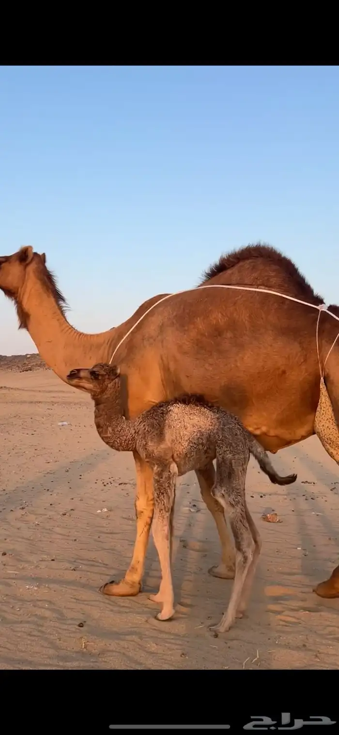 خلفه ساحليه مصغر (( تم البيع )) 3