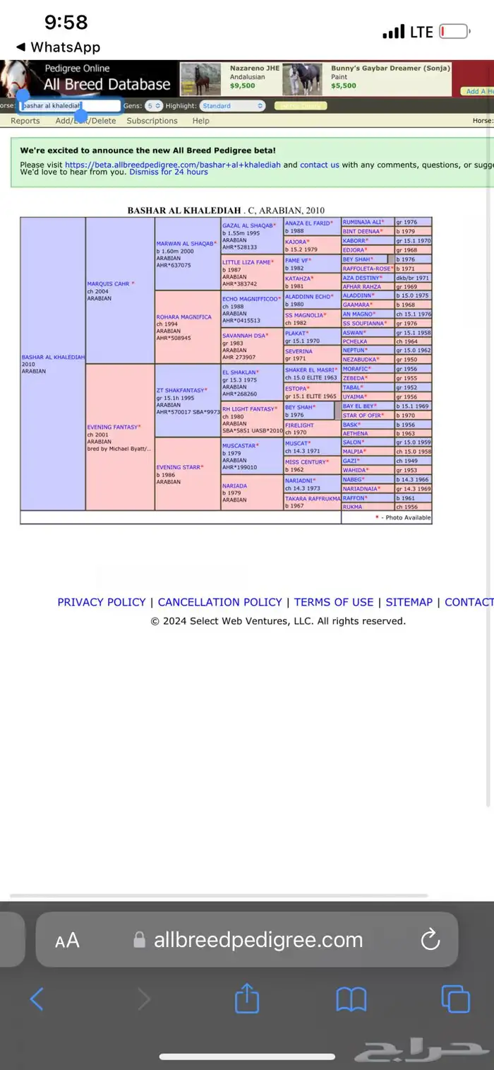 فحل مربط من الخالدية 2