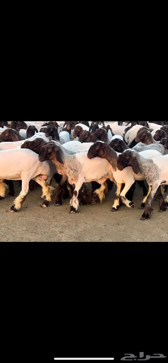 جذعات نعيم فاخره 4