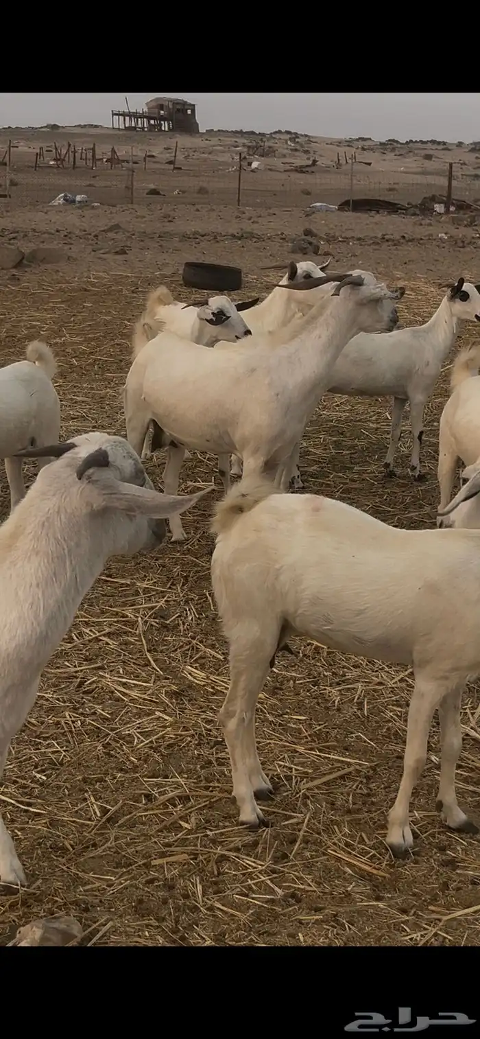 ماعز بيشيات للبيع عدد 69 راس 18