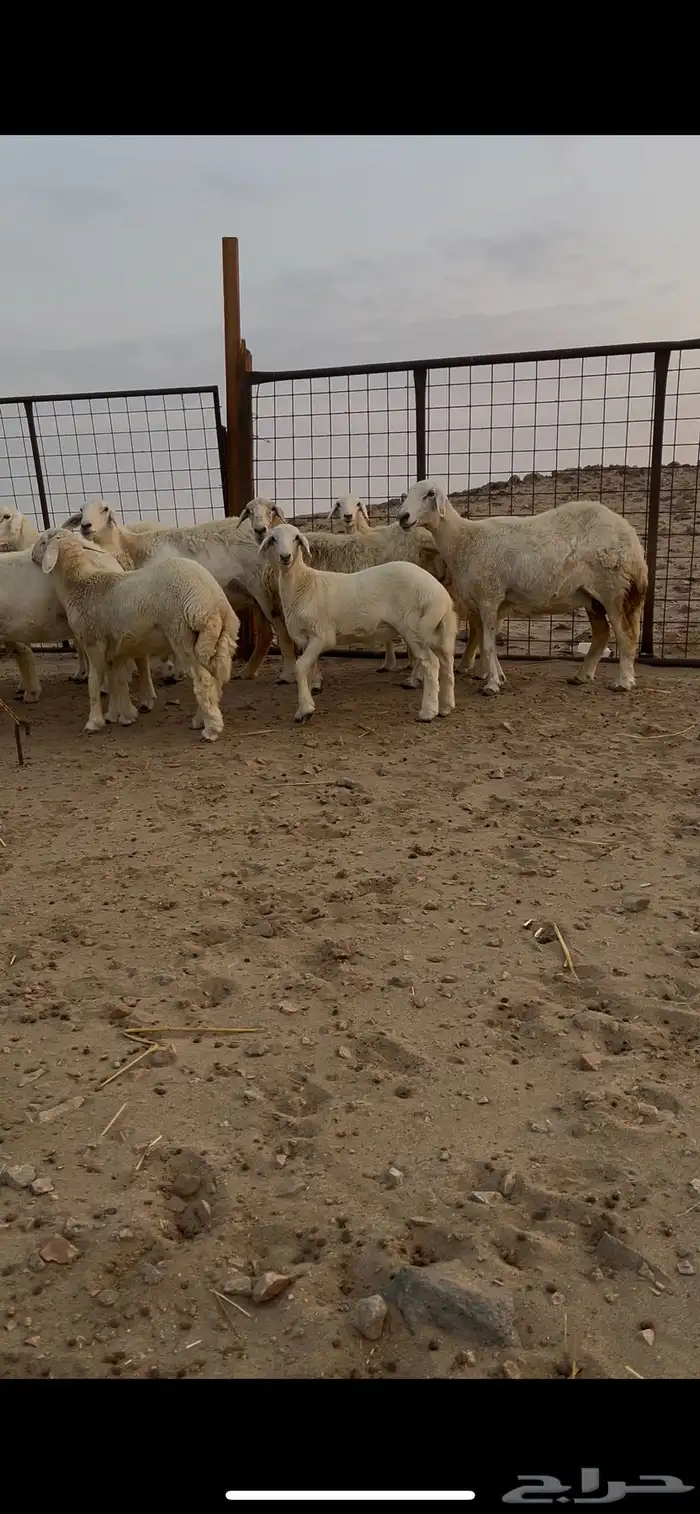 ضان حرية حرش منوة القناي 1