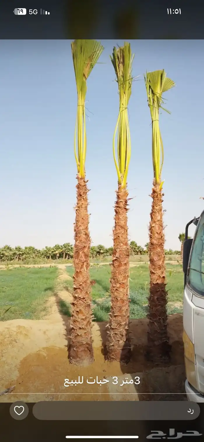 نخيل واشنطونيا للبيع 1