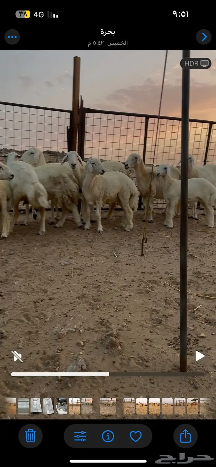 ضان حرية حرش منوة القناي 3