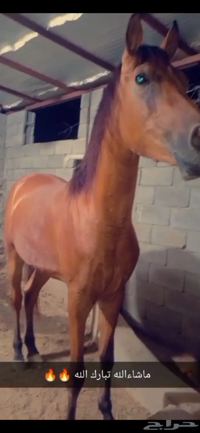 فرس شعبيه شيخه 2