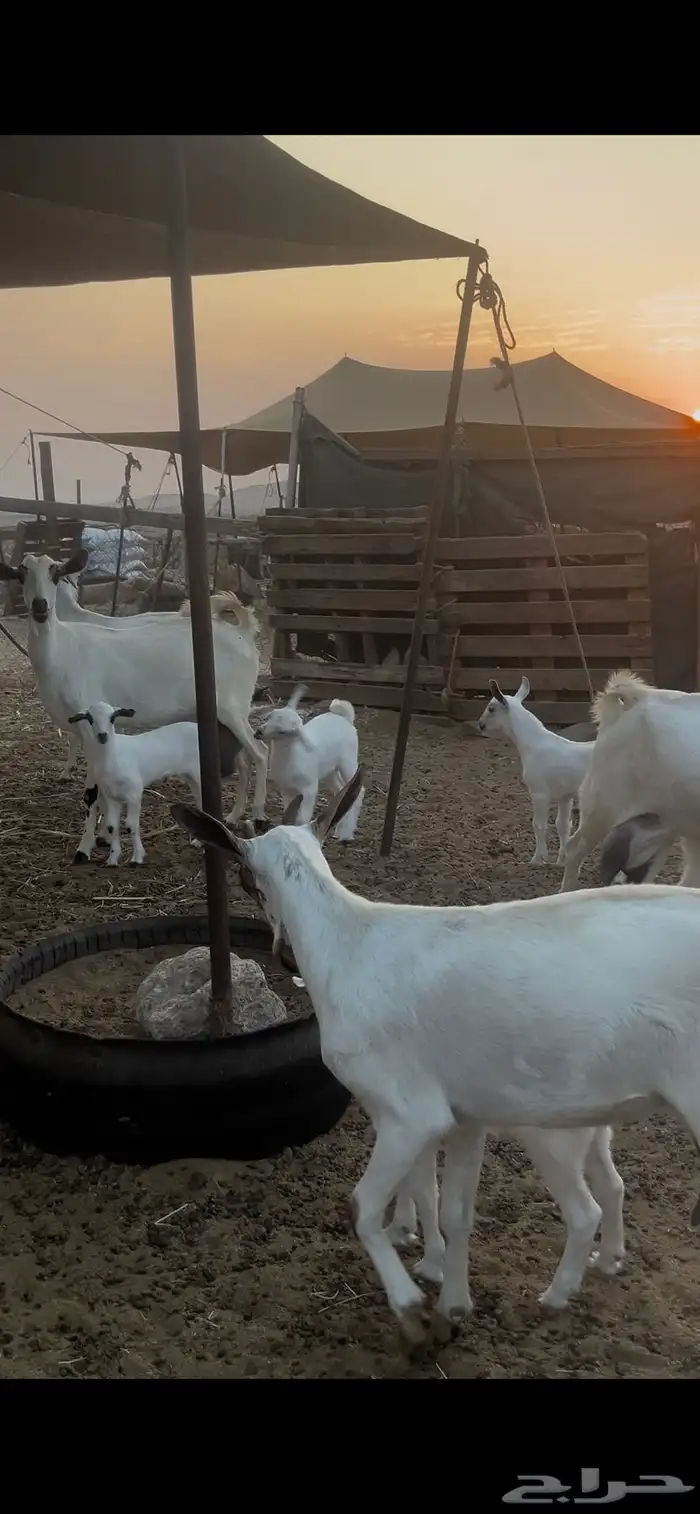 ماعز بيشيات للبيع عدد 69 راس 2