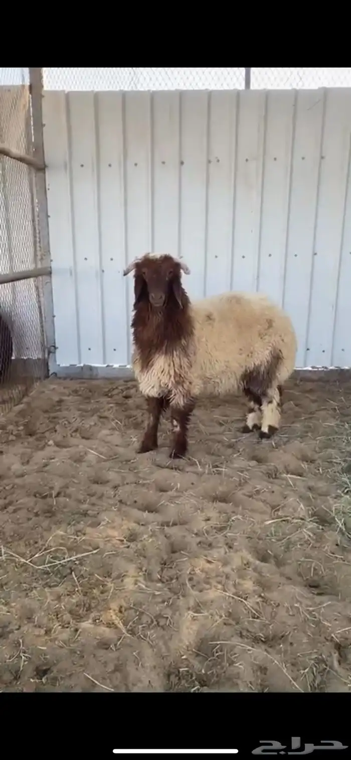 خروف نعيم 0