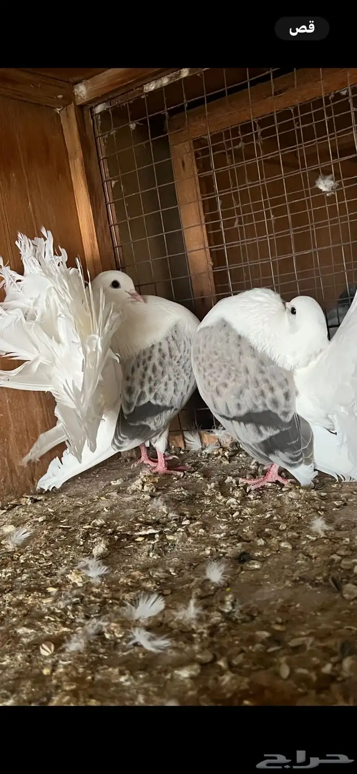 حمام زينه ( تم البيع ) 0