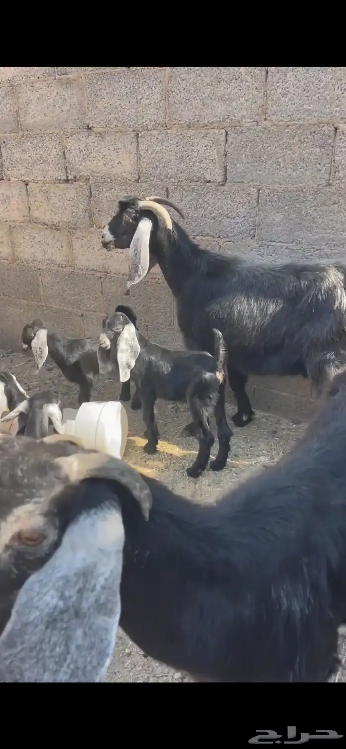 معزا خلفات 2