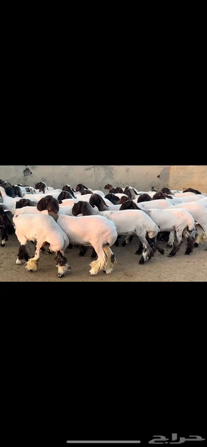 جذعات نعيم فاخره 2