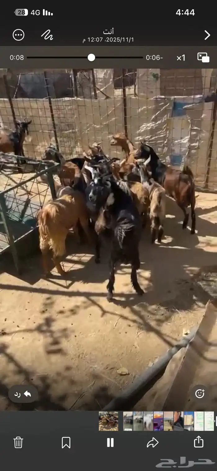 تيوس بلدي مراح واحد العدد16 3