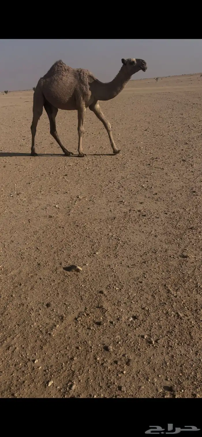 بكره حبشا للبيع 1