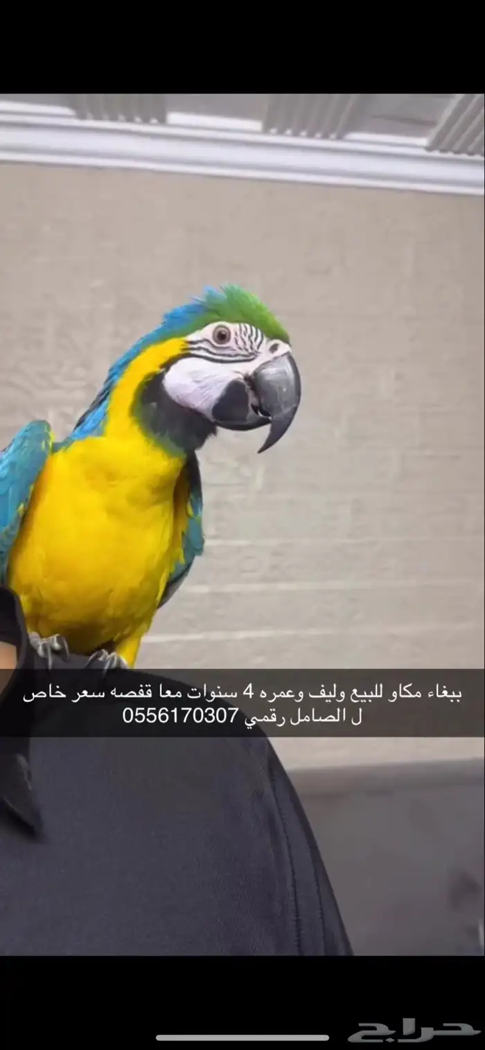 ببغاء مكاو على السوم 0