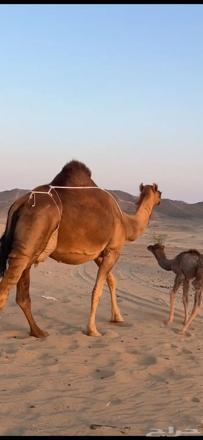 خلفه ساحليه مصغر (( تم البيع )) 8