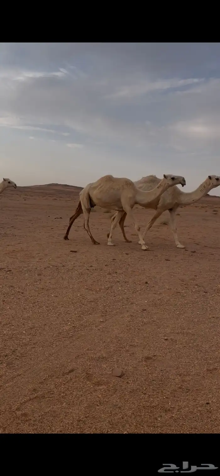 عشراء معها قعود كفو 1