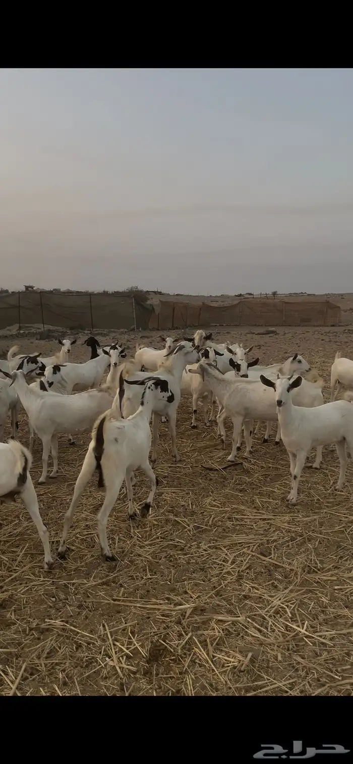 ماعز بيشيات للبيع عدد 69 راس 16