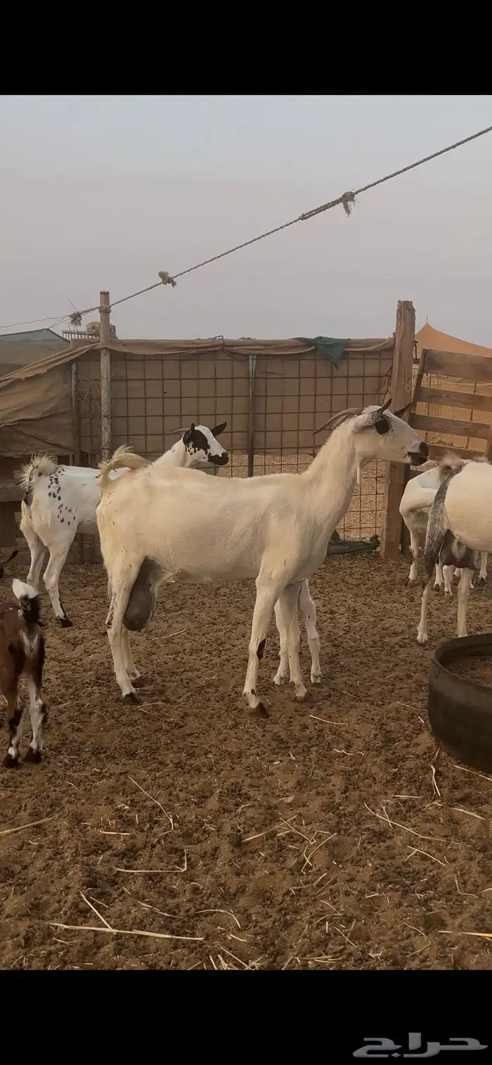 ماعز بيشيات للبيع عدد 69 راس 1