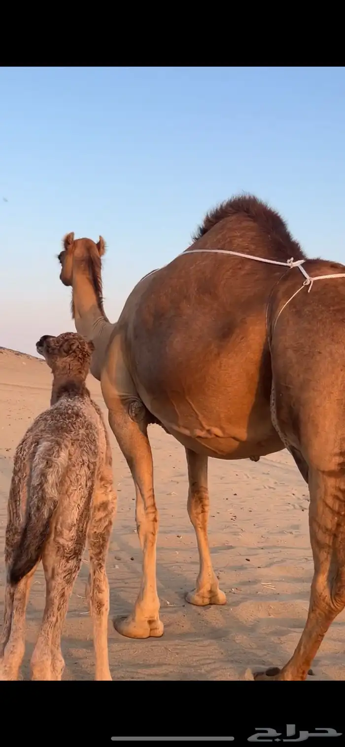 خلفه ساحليه مصغر (( تم البيع )) 0