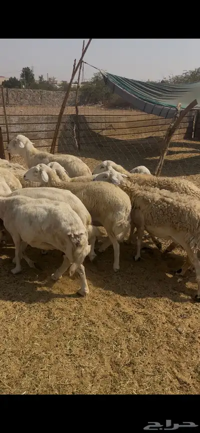 20حريات مراح واحد دفيع حرش ع640ريال الحقو الطيب index