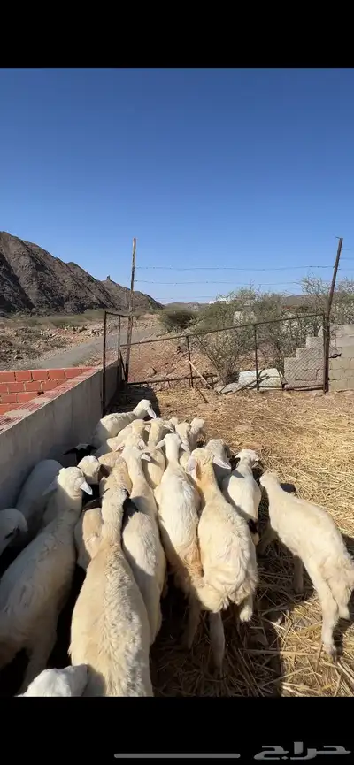 بهم تربية ع 680 index