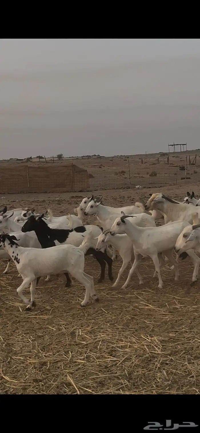 ماعز بيشيات للبيع عدد 69 راس 8