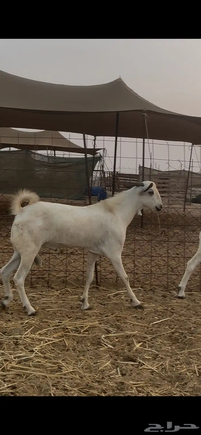 ماعز بيشيات للبيع عدد 69 راس 19