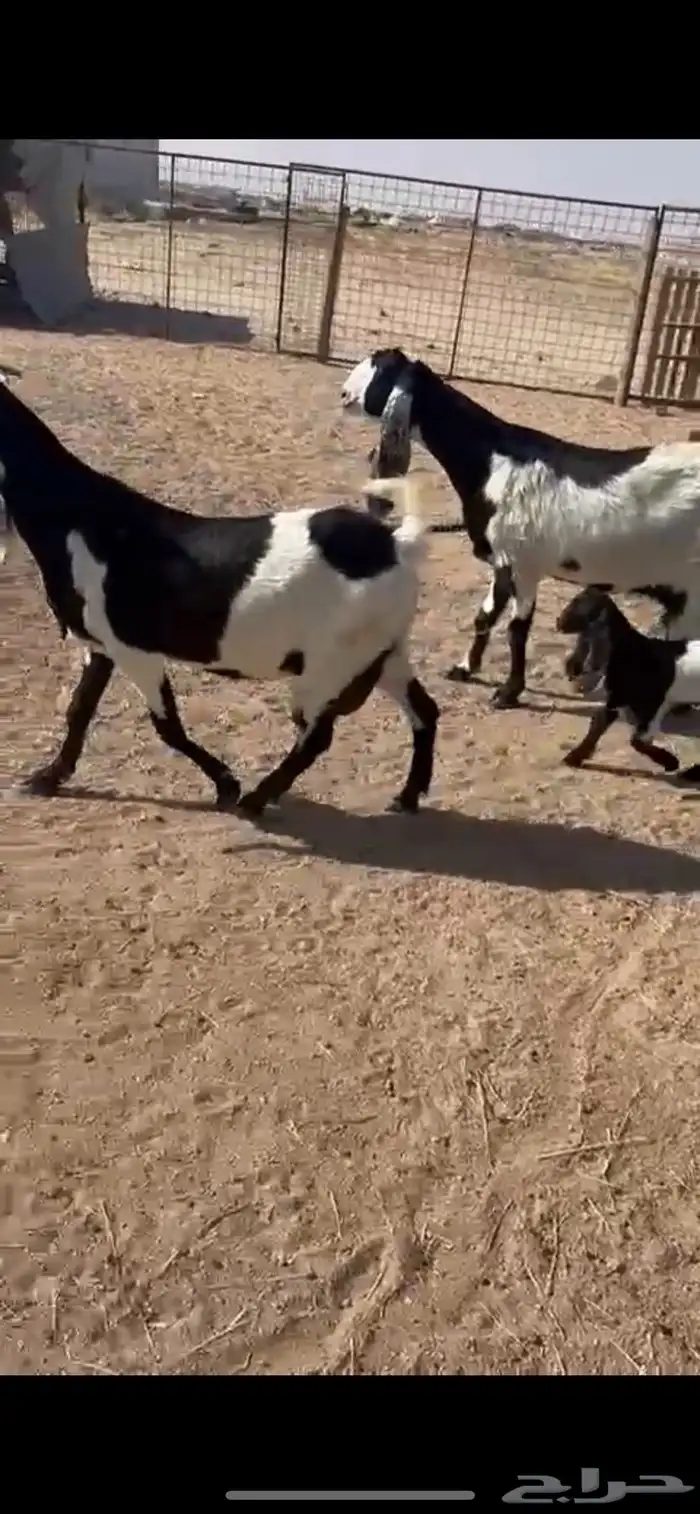 معزاء مشاريك خلفات 0