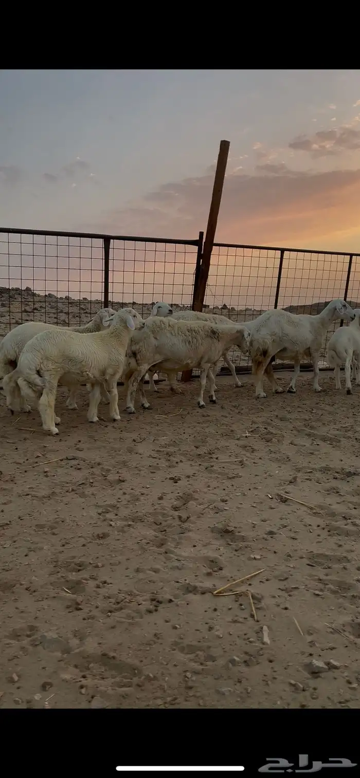 ضان حرية حرش منوة القناي 2