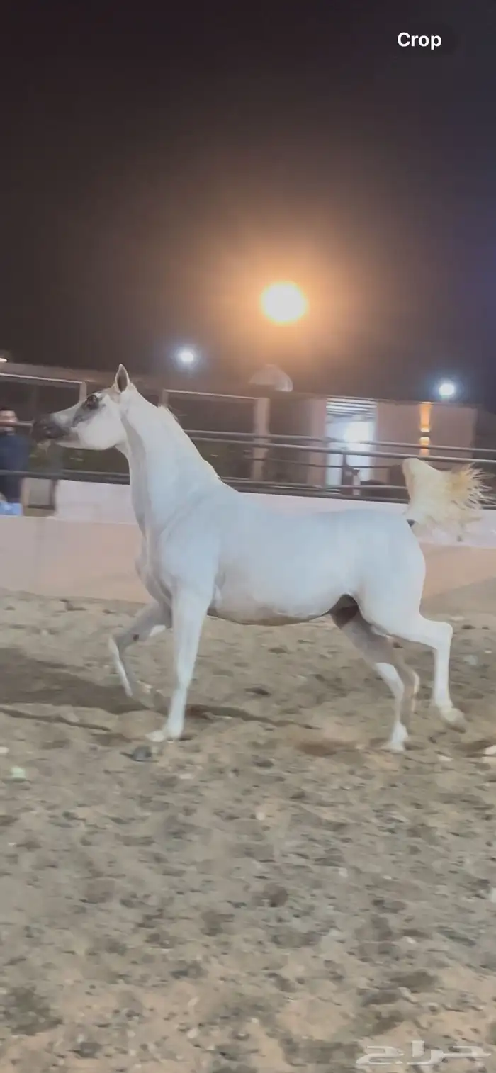 فرس واهو فاخره وسعر جميل 1