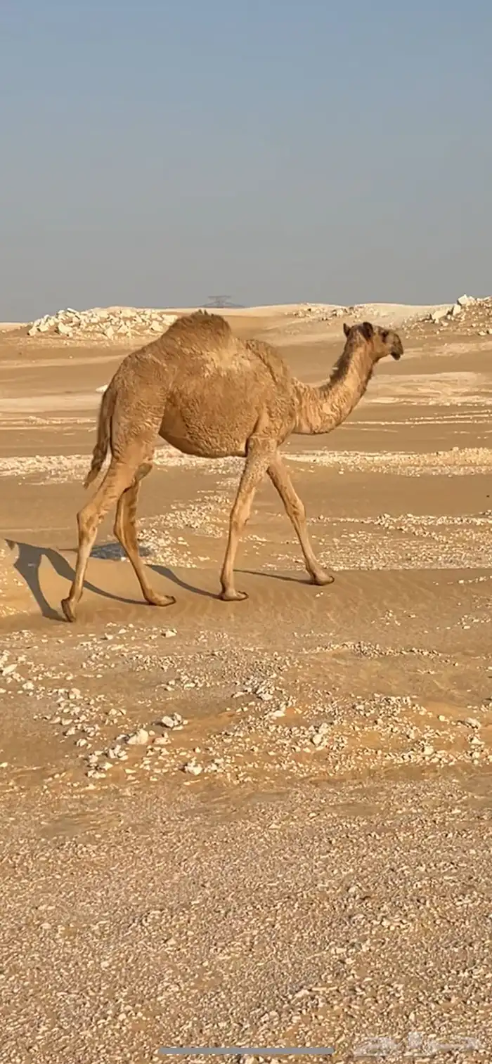 بكره شعلا مفروده 0