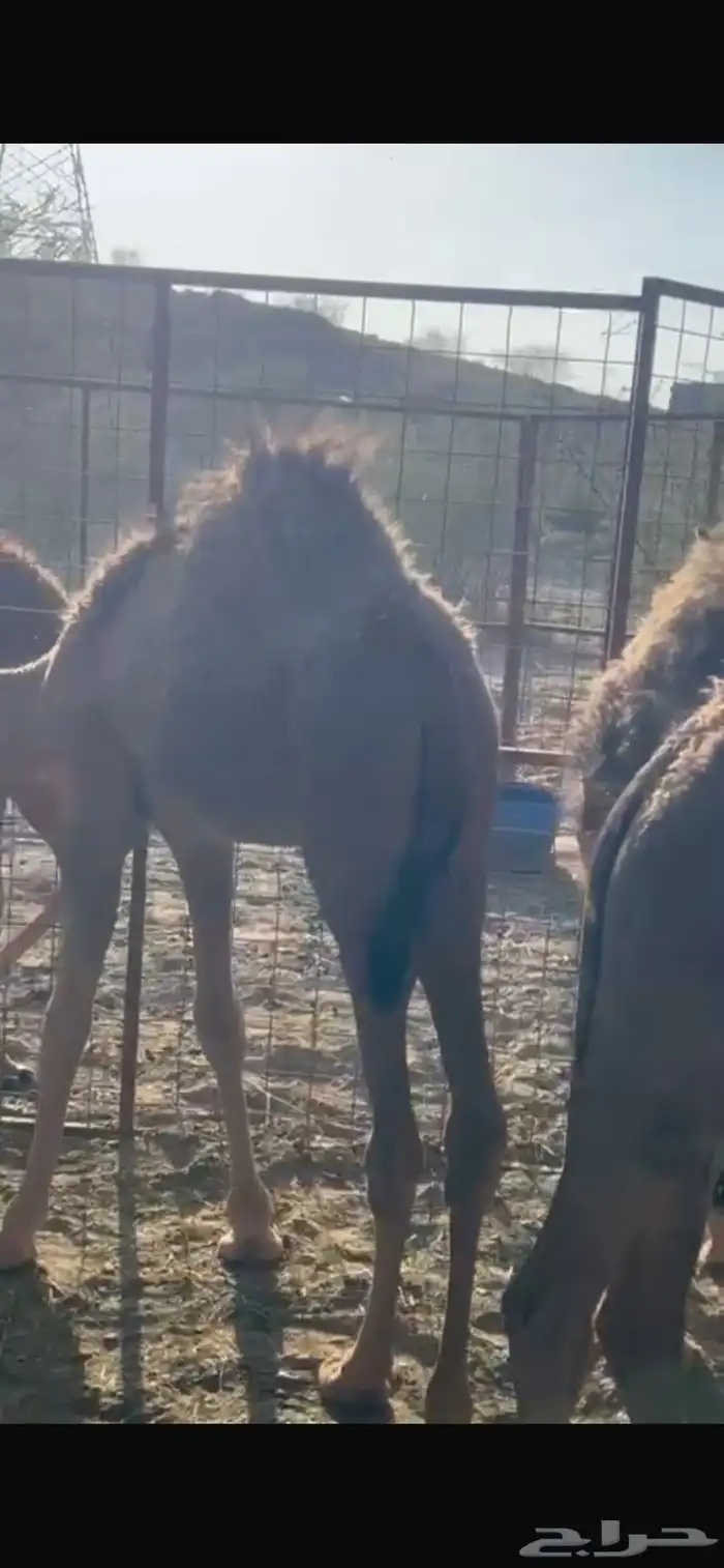 قعدان وبكار العدد 15 البع مستعجل خلال 24 ساعه بمشيئة الله 5