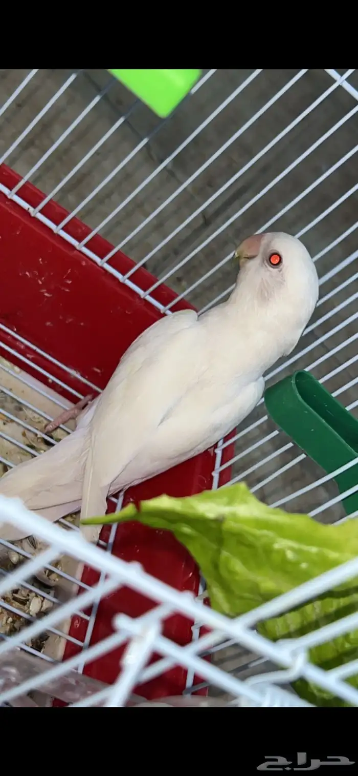 روز البينو ذكر 0