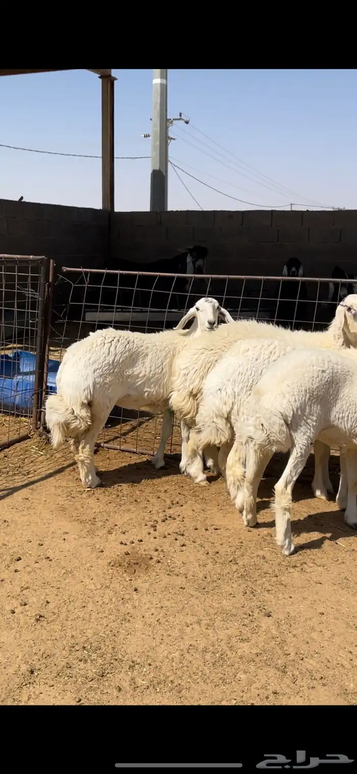 رخال حريات وطلي 1