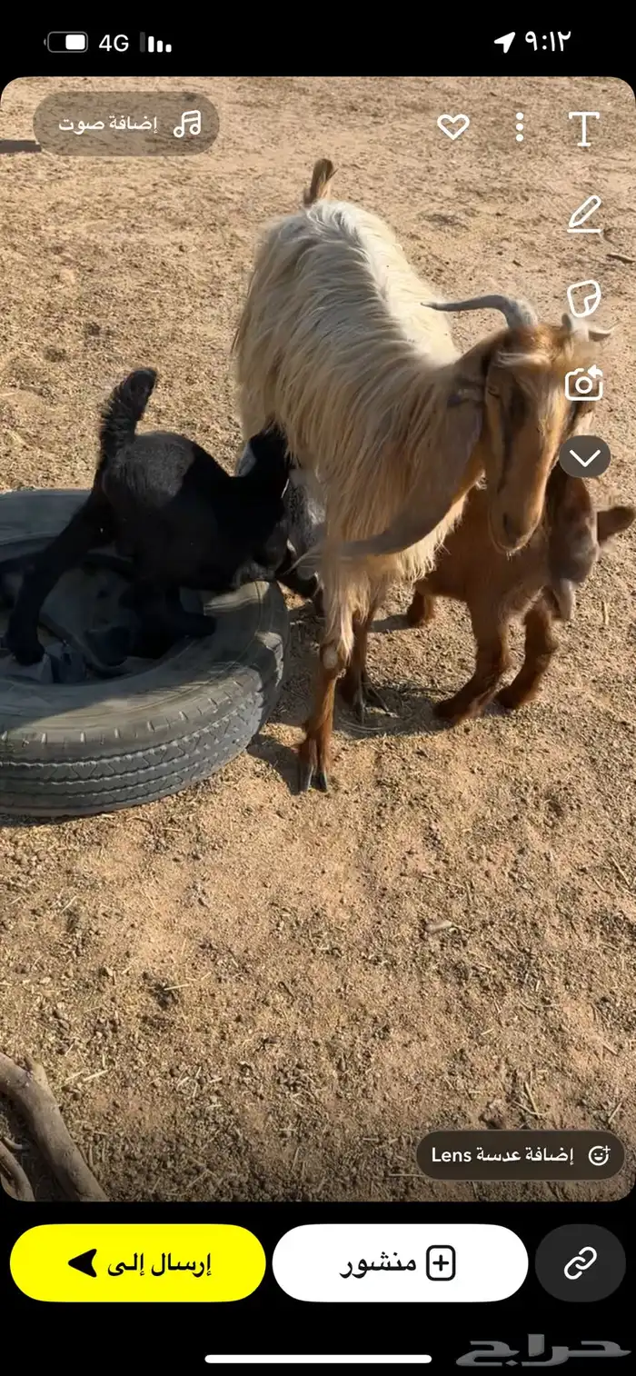 عنز سديس سليمه وروم الموقع جنوب القويعيه لتواصل 0