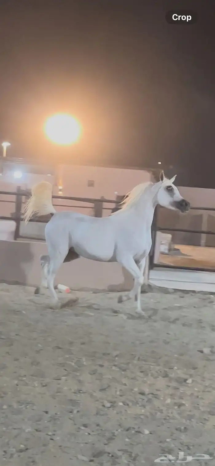 فرس واهو فاخره وسعر جميل 0