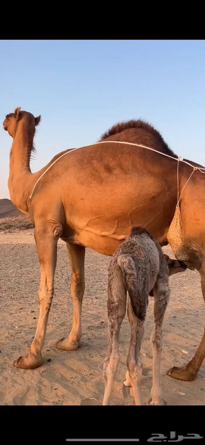 خلفه ساحليه مصغر (( تم البيع )) 1