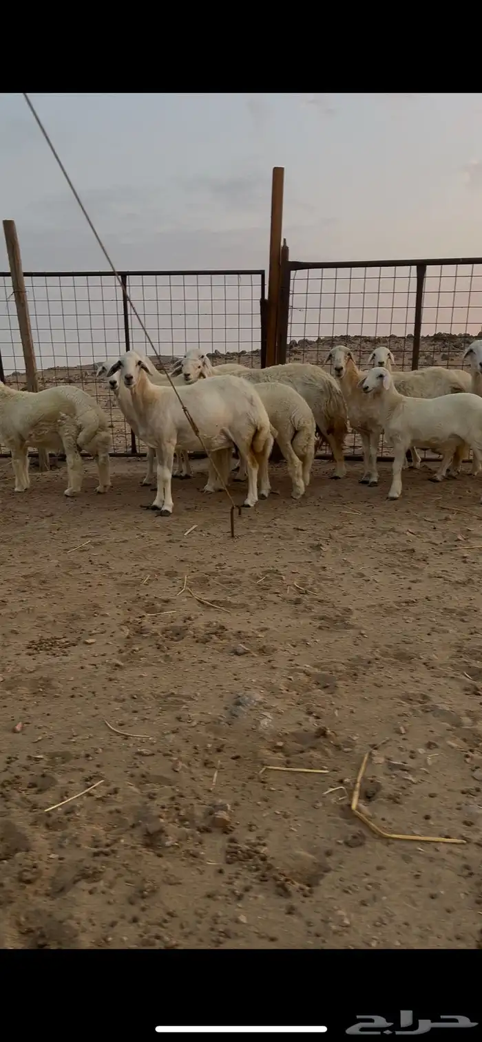 ضان حرية حرش منوة القناي 4